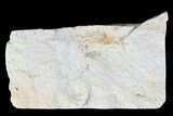 Fossil Pea Crab (Pinnixa) From California - Miocene #74466-1